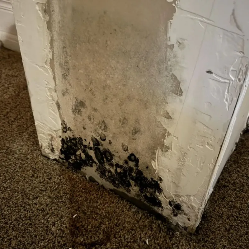 Professional Mold Removal in Washington County, PA